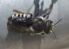 Megachile octosignata